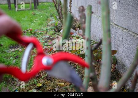 Rosensträucher im Garten mit der Schere ausschneiden Stockfoto