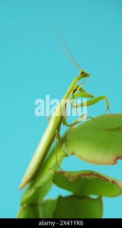 Mantis. Betende Mantis sitzt auf Blättern auf blauem Hintergrund. Gebetsmantisverkleidung unter Hintergrund und Form von Pflanzenblättern. Betende Mantis reinigt seine Pfoten, während sie auf einem Blatt sitzt, Nahaufnahme. Stockfoto