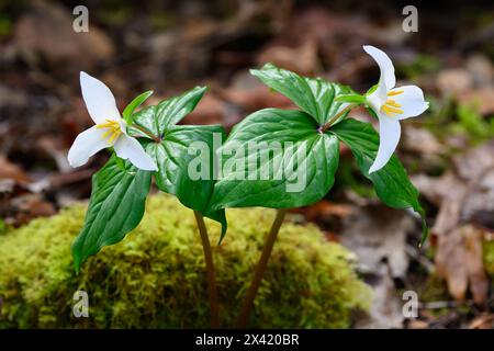 Ein Paar weißes Trillium, das im feuchten, moosigen Frühling auf dem Waldboden wächst Stockfoto