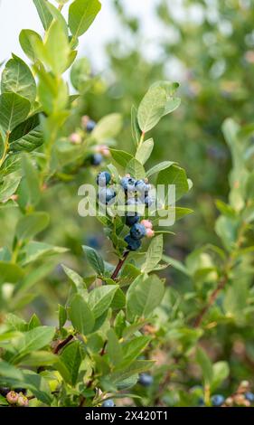 Frische Bio-Heidelbeeren auf der Buschrebe, Nahaufnahme, bereit für die Ernte. Stockfoto