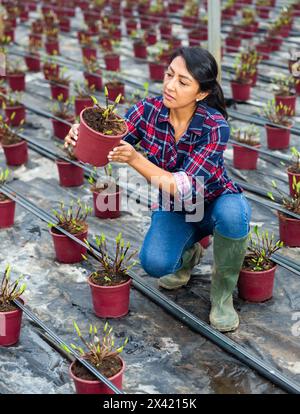 Eine Farmerin, die im Gewächshaus einen Topf hält Stockfoto