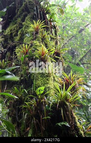 Bromelien und Moose wachsen auf einem Baum. Monteverde Rainforest, Costa Rica, Mittelamerika. Stockfoto