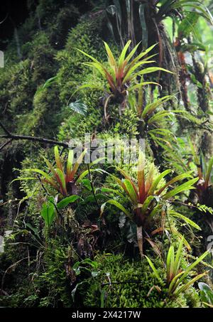 Bromelien und Moose wachsen auf einem Baum. Monteverde Rainforest, Costa Rica, Mittelamerika. Stockfoto
