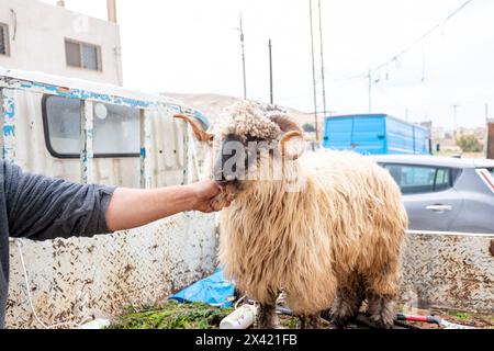 Die Schafe werden von einem Lieferwagen auf den Boden gesenkt, und Männer versuchen, sie zur Schlachtung zurückzuhalten Stockfoto