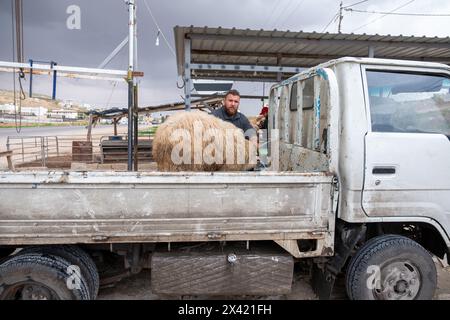 Die Schafe werden von einem Lieferwagen auf den Boden gesenkt, und Männer versuchen, sie zur Schlachtung zurückzuhalten Stockfoto