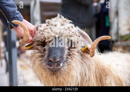 Die Schafe werden von einem Lieferwagen auf den Boden gesenkt, und Männer versuchen, sie zur Schlachtung zurückzuhalten Stockfoto