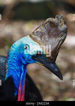 Majestätisches elegantes Südkasuar mit hellen, lebendigen Elementen. Stockfoto