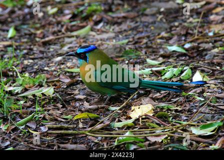 Türkisfarbene Motmot, Eumomota superciliosa, Momotidae. Monteverde, Costa Rica, Mittelamerika. Auch bekannt als Torogoz. Stockfoto