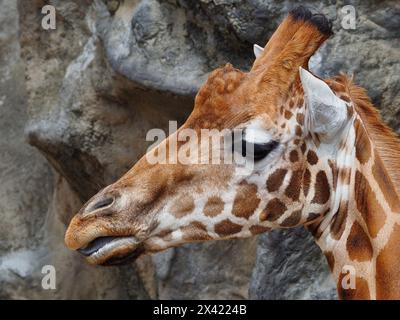 Ein Nahaufnahme-Porträt einer wunderbaren, ansprechenden Giraffe mit hellen Augen und unverwechselbaren Merkmalen. Stockfoto