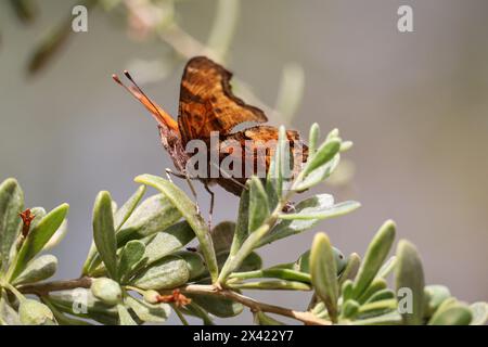 Satyr Comma oder Polygonia satyrus, der auf einer Boxdornpflanze auf der Auenwasserranch in Arizona thront. Stockfoto