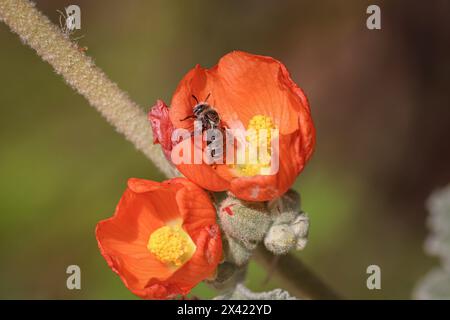 Einsame Bienen, die eine Globus-Malvenblume auf der Auenwasserranch in Arizona fressen. Stockfoto