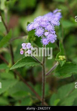 Ziegengras, Chick Weed, Goatweed, Whiteweed, Ageratum conyzoides, Asteraceae. Wilde blassblaue Blume. Monteverde, Costa Rica, Mittelamerika. Stockfoto