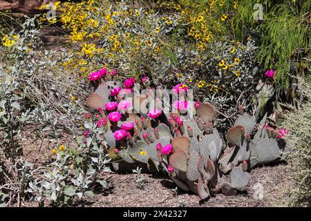 Biberschwanz stachelige Birne und brüchige Bürste in Blüte auf der Riparian Water Ranch in Arizona. Stockfoto