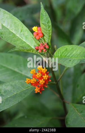 Tropische Milkweed, Asclepias curassavica, Apocynaceae. Monteverde, Costa Rica, Mittelamerika. Sie ist in den amerikanischen Tropen beheimatet. Stockfoto