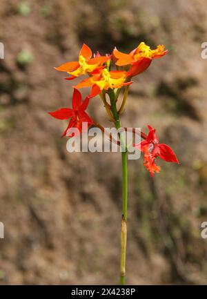 Wilde Orange und gelbe Orchidee, Spanische FlaggenOrchidee, Epidendrum Radicans, Orchidaceae. Monteverde, Costa Rica, Mittelamerika. Stockfoto