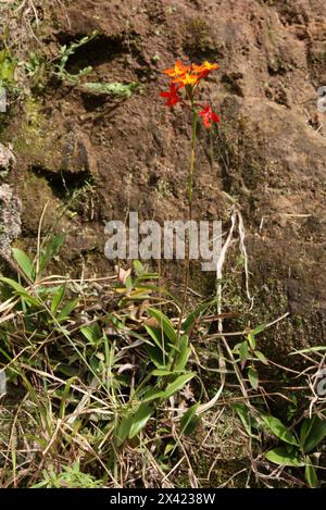 Wilde Orange und gelbe Orchidee, Spanische FlaggenOrchidee, Epidendrum Radicans, Orchidaceae. Monteverde, Costa Rica, Mittelamerika. Stockfoto