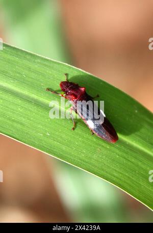 Froghopper, Spittlebug, Homoptera. Monteverde, Costa Rica, Mittelamerika. Stockfoto