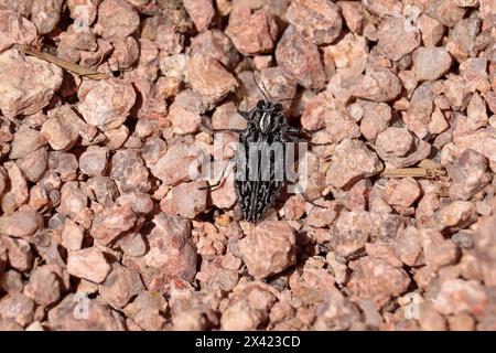 Ein langweiliger Metallkäfer oder Chrysoborthris, der durch die Felsen am Cypress Trail in Payson, Arizona, spaziert. Stockfoto