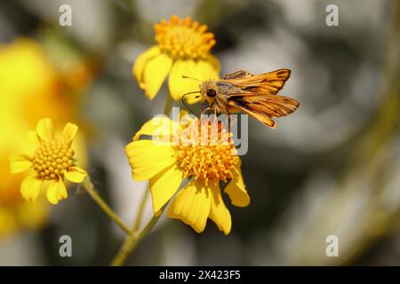 Feuriger Skipper oder Hylephila phyleus ernähren sich von einer Sprödblume auf der Auenwasserranch in Arizona. Stockfoto