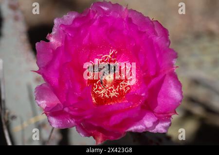 Biberschwanz Feigenkraut mit einer einsamen Biene auf der Auenwasser-Ranch in Arizona. Stockfoto