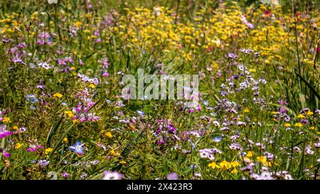 Lebendige Wildblumenwiese in voller Blüte mit einer Mischung aus gelben, lila und rosa Blüten an einem sonnigen Frühlingstag in Südkalifornien Stockfoto