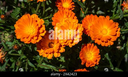 Calendula officinalis, auch bekannt als TopfRingelblume, Ringelblume, Ruddles, Marys Gold oder Scotch Ringelblume Stockfoto