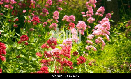 Centranthus ruber, der rote Baldrian, Sporn Baldrian, Kuss-mich-schnell, Fuchsbürste, Teufelsbart oder Jupiterbart Stockfoto