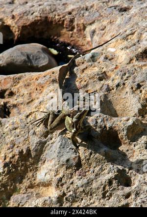 Brauner Basilisk, gestreifter Basilisk, Gelb gestreifter Basilisk, Jesus Christus Echse, Basiliscus vittatus, Corytophanidae, Iguania, Squamata, Reptilia. Stockfoto