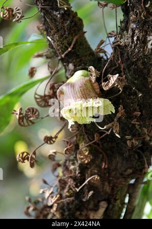 Blüte der Calabash-Frucht, Crescentia cujete, Bignoniaceae. Mittel- und Südamerika. Auch bekannt als Ayale, Calabacero, Totumo, Cujete und Miracle Fruit. Stockfoto