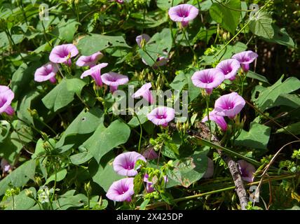 Morning Glory, Ipomoea grandifolia, Convolvulaceae. Manuel Antonio, Costa Rica, Mittelamerika. Stockfoto