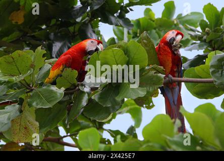 Scharlach-Aras, Ara macao, Psittacidae. Fütterung von den Früchten des tropischen Mandelbaums Terminalia catappa, Combretaceae. Manuel Antonio, Costa Rica Stockfoto