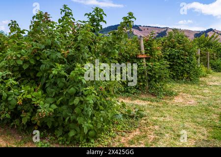 Kommerzielle Himbeerernte auf der U-Pick Farm auf der Hood River Fruit Loop, Oregon, USA. Rubus idaeus (Sorte Meeker und/oder Willamette). Stockfoto