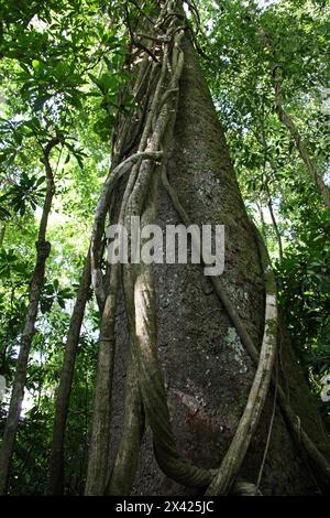 Wilder Cashew-Baum, Anacardium excelsum, Anacardiaceae. Manuel Antonio Nationalpark, Costa Rica, Mittelamerika. Stockfoto