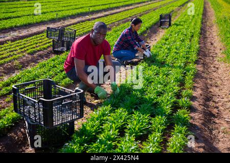 afroamerikanischer Gartenbauer, der Rucola sammelt Stockfoto