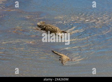 Amerikanisches Krokodil, Crocodylus acutus, Crocodylidae, Crocodilia, Reptilia. Zwei Krokodile, die unter der Tarcoles River Bridge schwimmen, Manuel Antonio. Stockfoto