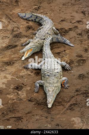 Amerikanisches Krokodil, Crocodylus acutus, Crocodylidae, Crocodilia, Reptilia. Krokodile auf einer Sandbank unterhalb der Tarcoles-Brücke, Manuel Antonio, Stockfoto