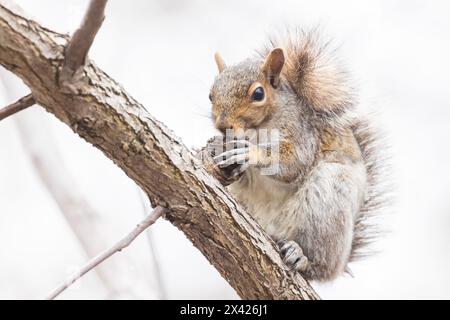 Das östliche Grauhörnchen (Sciurus carolinensis) isst Juglans nigra, den ostamerikanischen schwarzen Walnuss in Kanada Stockfoto