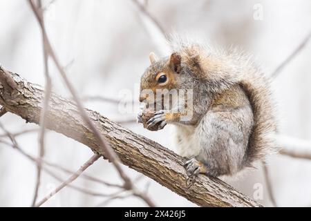 Das östliche Grauhörnchen (Sciurus carolinensis) isst Juglans nigra, den ostamerikanischen schwarzen Walnuss in Kanada Stockfoto