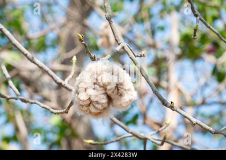 Kapok, Samen des ceiba pentandra-Baumes, die in eine Art saugfähige Baumwolle gewickelt sind. Stockfoto