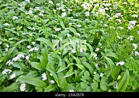 Allium Ursinum (wilder Knoblauch, Lauch von Kühen, Bärenknoblauch oder Ramsons) – Gwynedd, Wales, Großbritannien – 20. April 2024 Stockfoto
