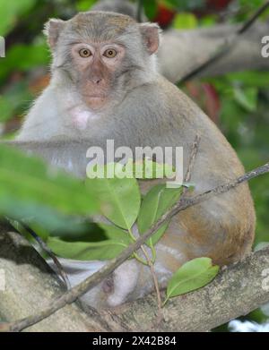 Ein Makaken auf der Son Tra Halbinsel in der Nähe von da Nang, Vietnam. Stockfoto