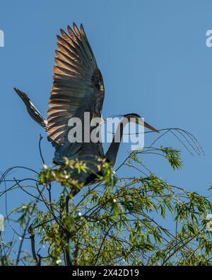 Ein großer Blaureiher (Ardea herodias) sammelt im Frühjahr Nistmaterial von einer Weide in Boise, ID, USA. Stockfoto