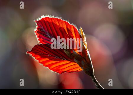 Ein hinterleuchteter Baumzweig mit roten Blättern, die sich am frühen Morgen öffnen und im Frühjahr einen Bokeh-Hintergrund in Boise, Idaho, USA Stockfoto
