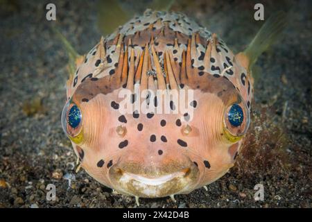 Stachelschweine mit langer Wirbelsäule, Diodon Holocanthus, Lembeh Strait, Nord-Sulawesi, Indonesien Stockfoto