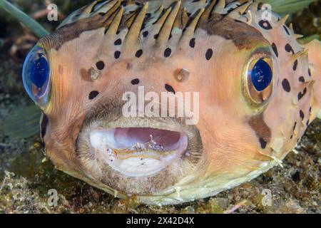 Stachelschweinfische mit langer Wirbelsäule, Diodon holocanthus, werden von einer Reinigungsgarnele, Ancylomenes holthuisi, Lembeh Strait, Nord-Sulawesi, Indonesien, gereinigt Stockfoto