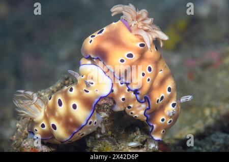 Meeresschnecke oder Nacktschnecke, Hypselodoris tryoni, Lembeh-Straße, Nord-Sulawesi, Indonesien Stockfoto