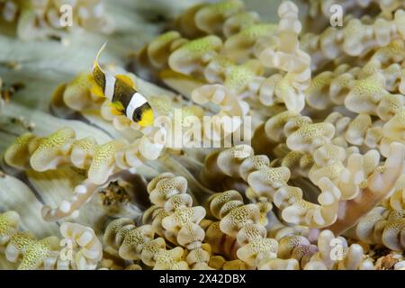 Ein sehr winziger junger Clark's Anemonfisch, Amphiprion Clarkii, auf der Meeresanemone Heteractis aurora, Lembeh Strait, Nord-Sulawesi, Indonesien Stockfoto