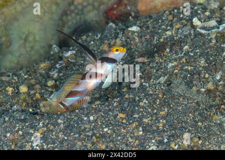 Schwarzrayed Shrimpgoby, Stonogobiops Nematodes, Lembeh Strait, Nord-Sulawesi, Indonesien Stockfoto