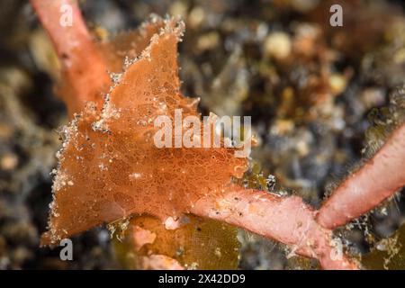 Junghase, Dolabella auricularia, Lembeh-Straße, Nord-Sulawesi, Indonesien Stockfoto