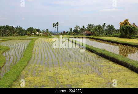 Landschaft in Reisplantagen - Jatiluwih Reisterrassen, Bali, Indonesien Stockfoto